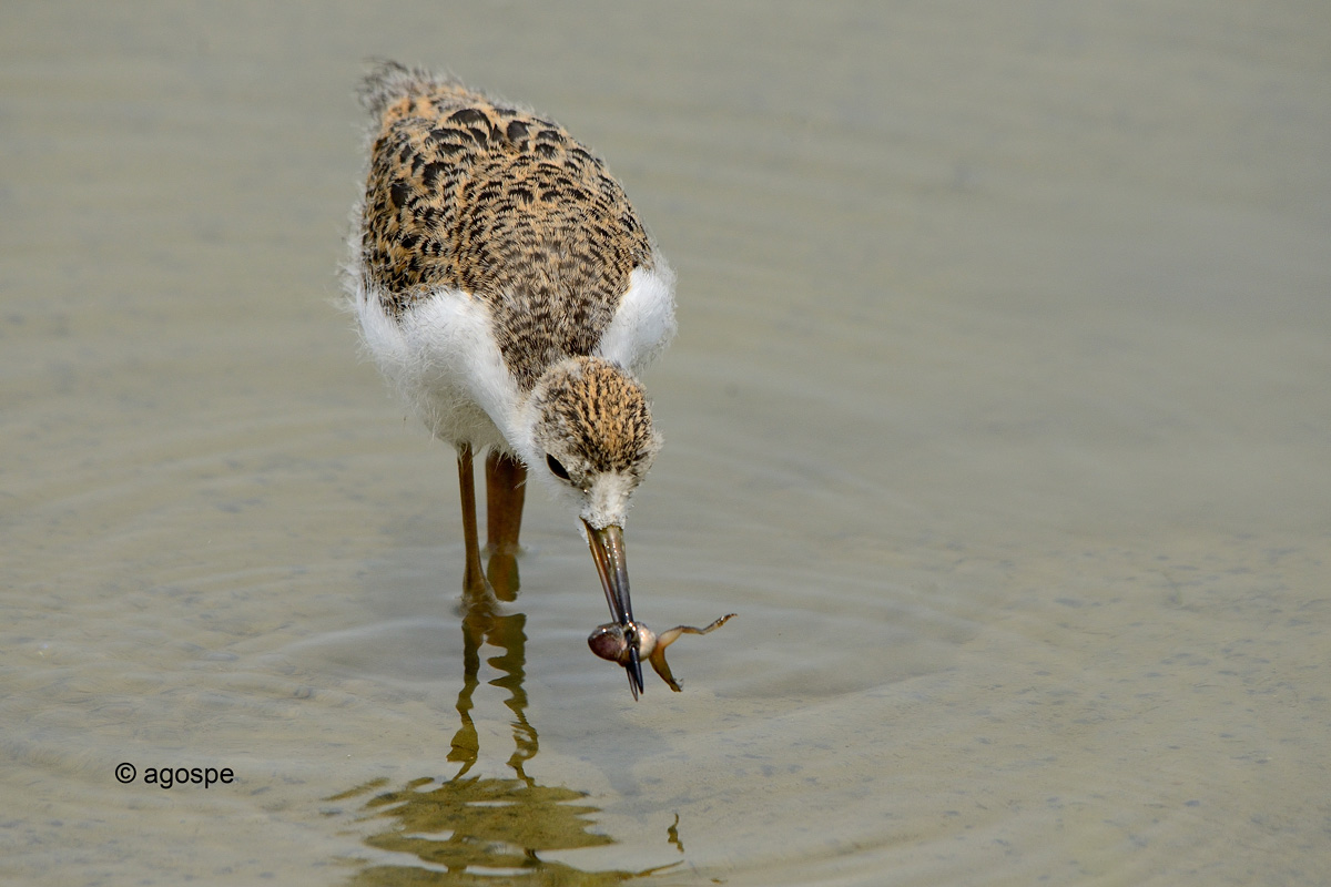 Young Cavalier of Italy in hunting