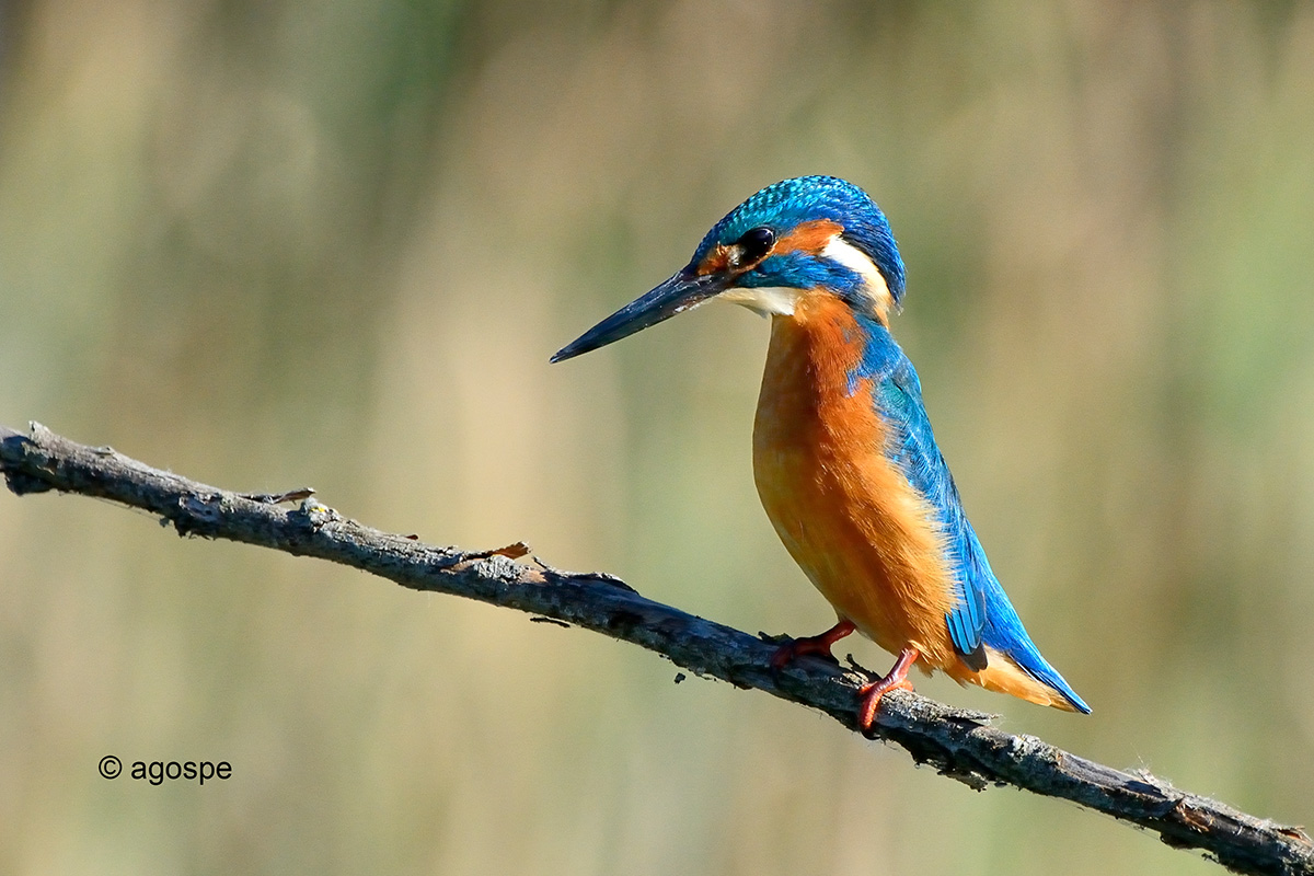 Kingfisher