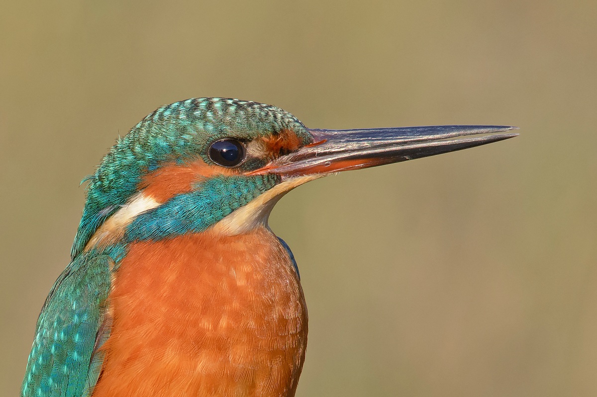 Kingfisher portrait
