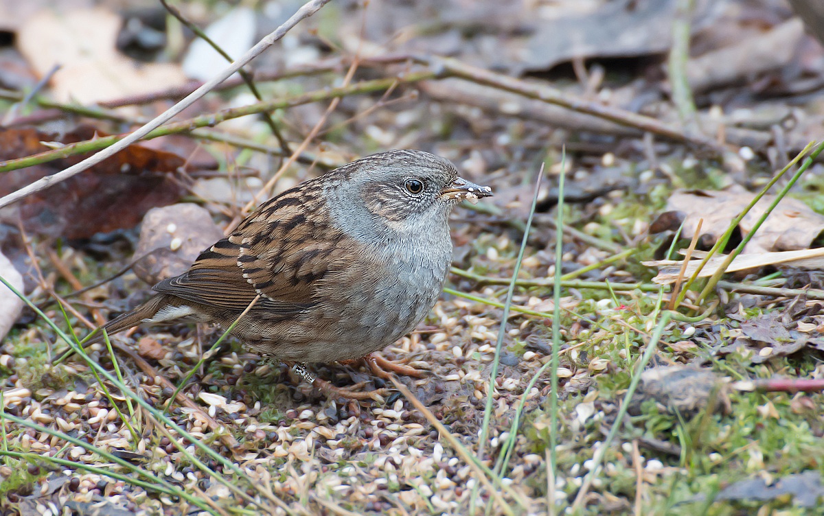 Passera Scopaiola affamata...