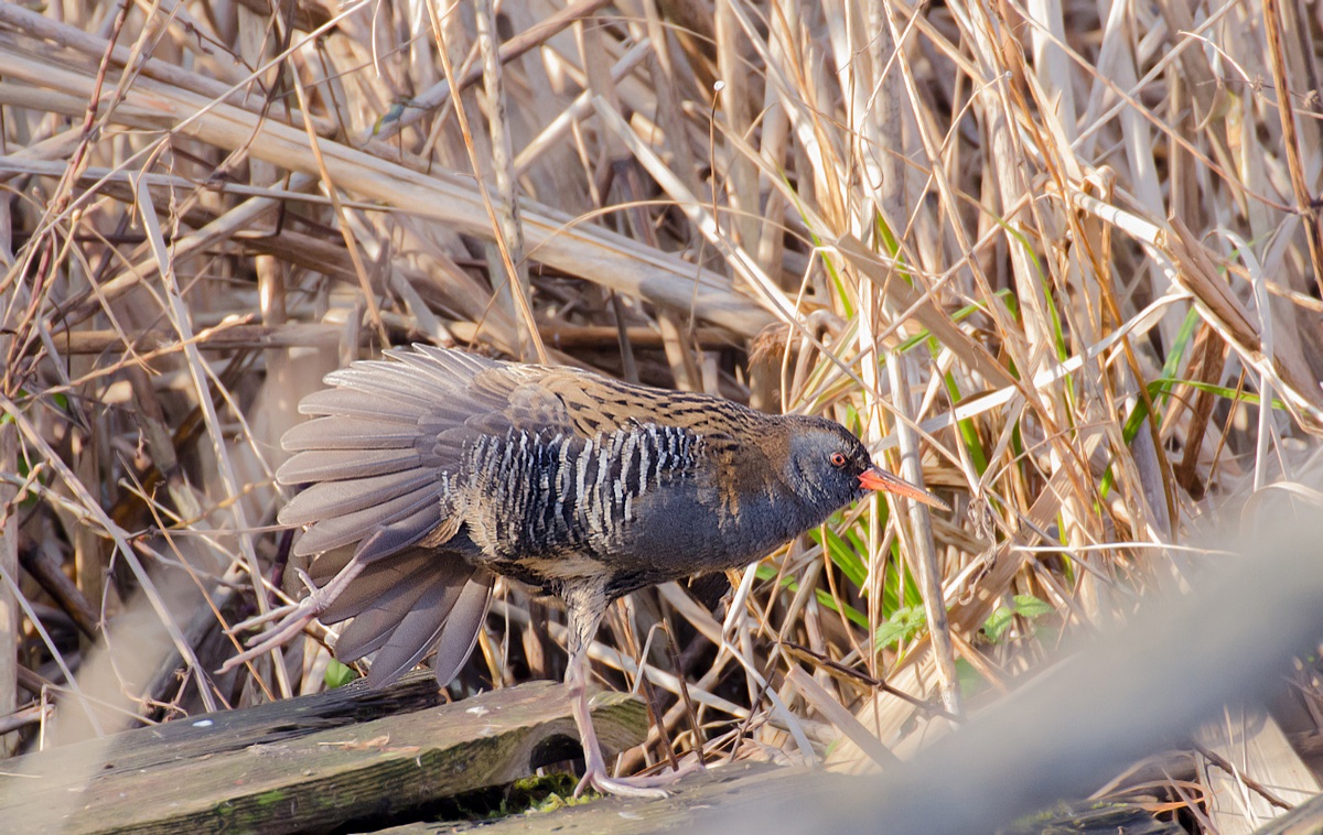 Porciglione equilibrista...