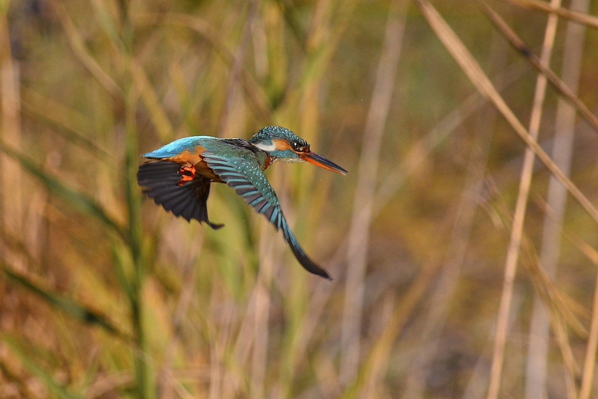 martin steering wheel
