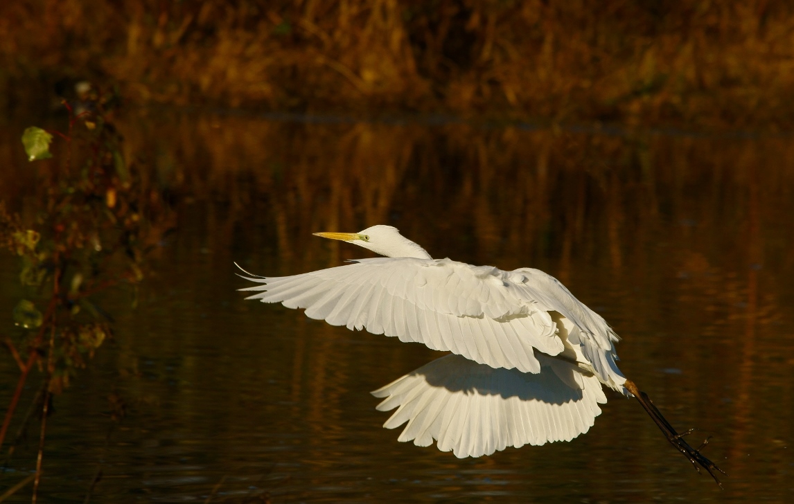 white heron
