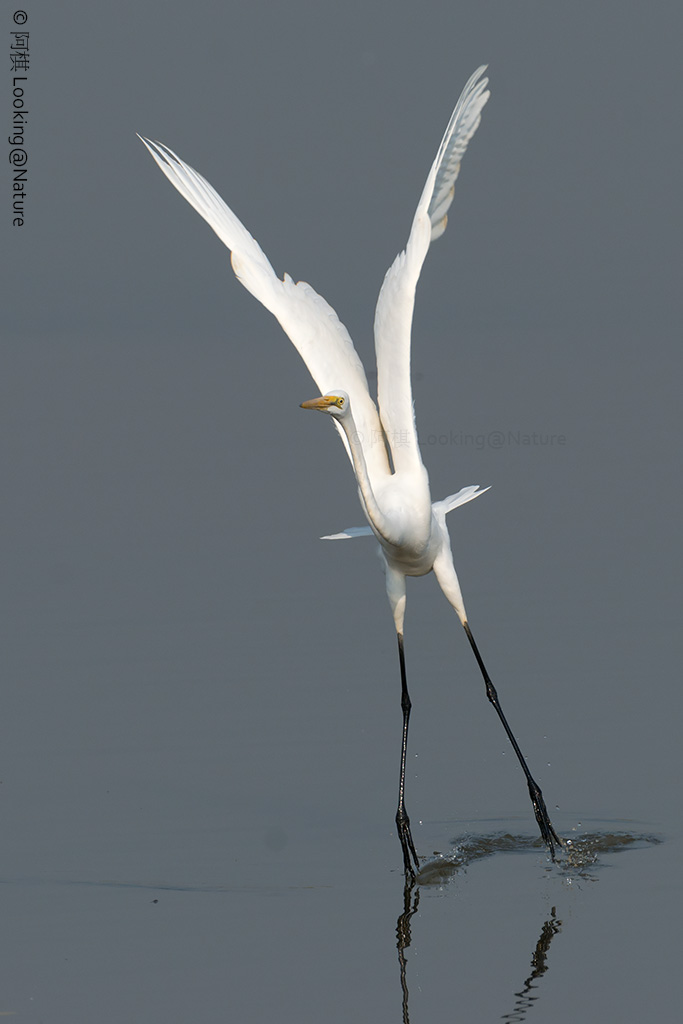 Airone bianco maggiore