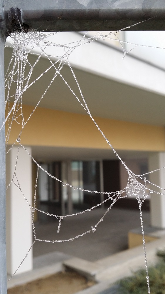 Freddi momenti nelle grigie mattine in valpadana