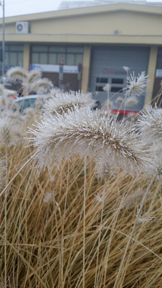 La primavera congelata