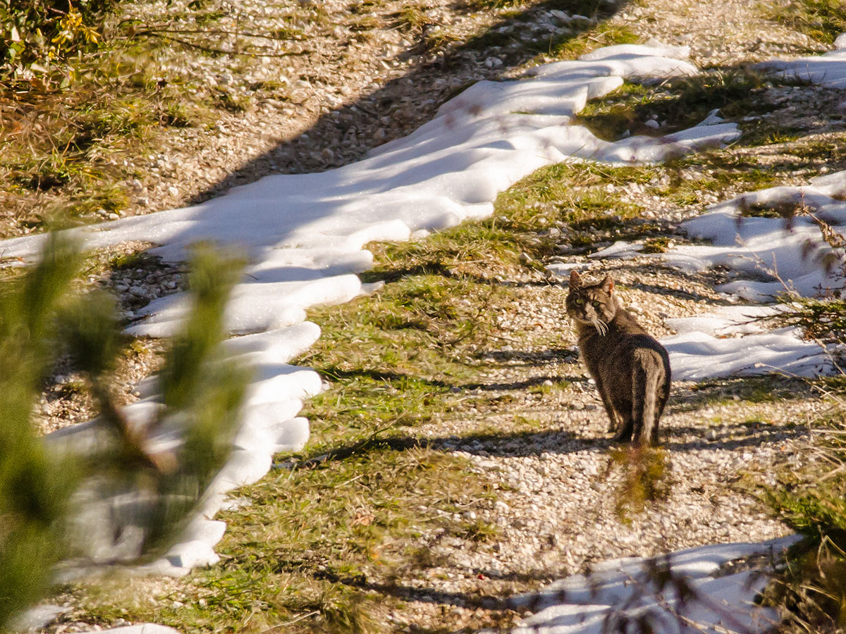 gatto selvatico parco naz del Gran Sasso
