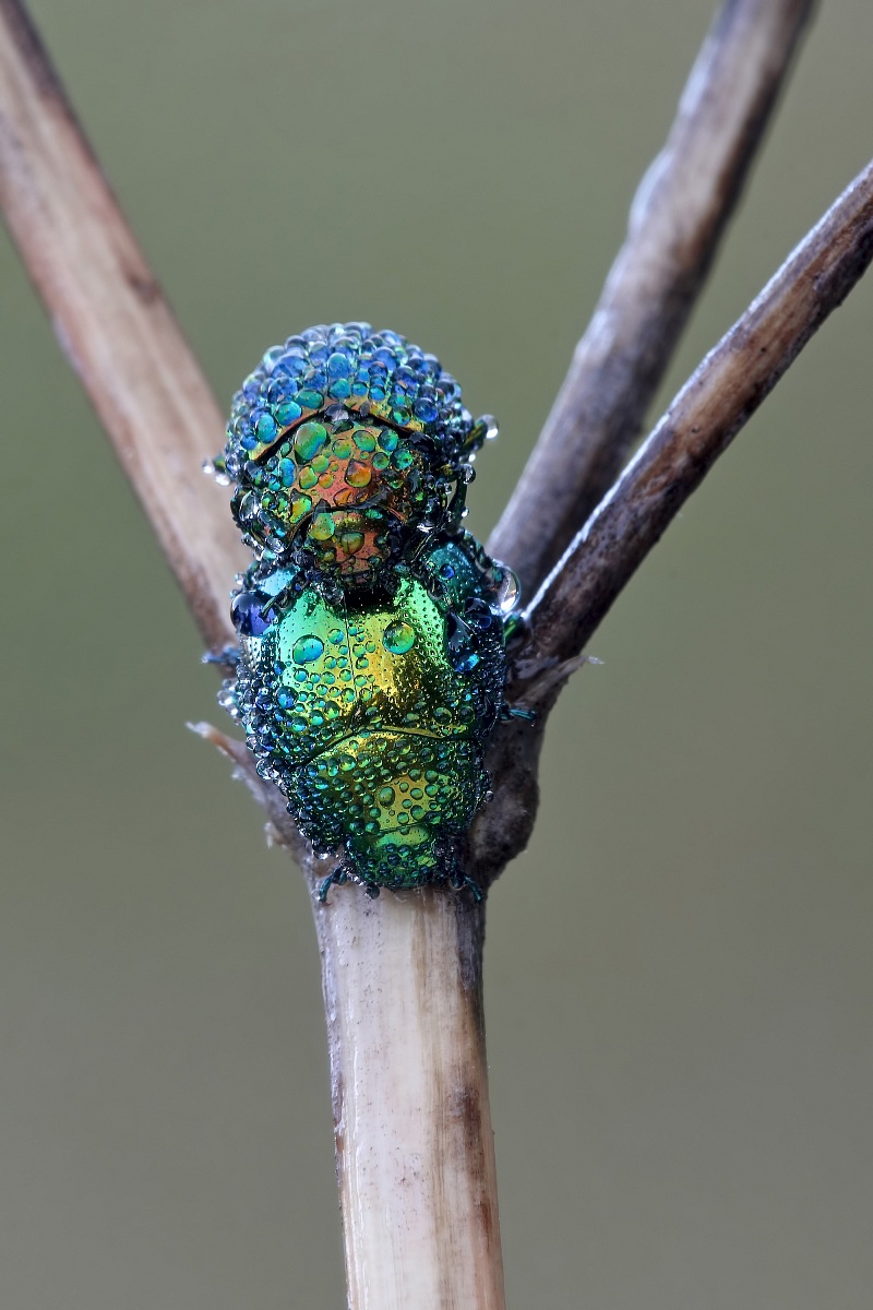 Tranquilla...Ti Tengo Io !!!