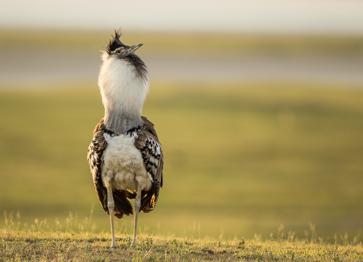 Bustard on parade