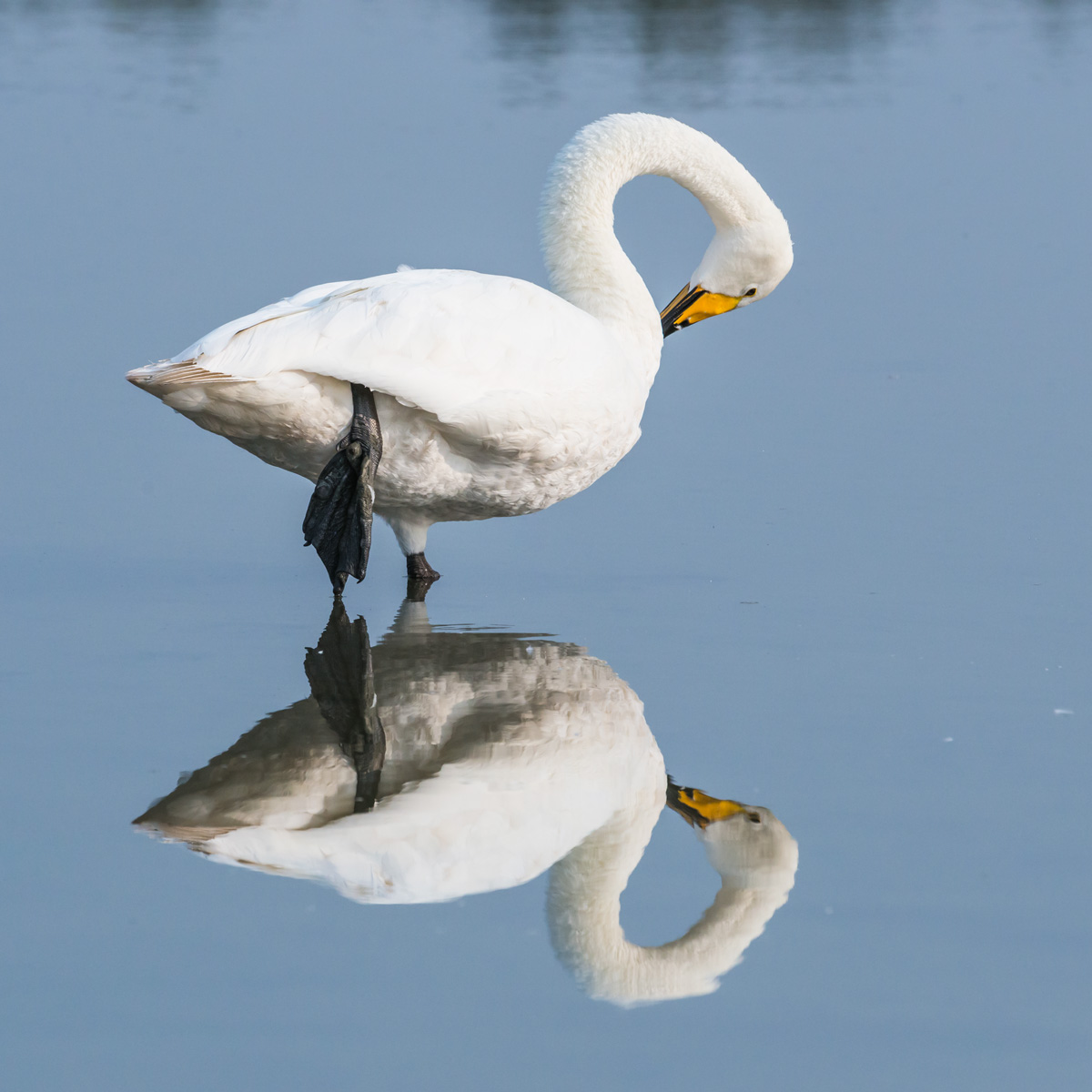 Swan in the mirror