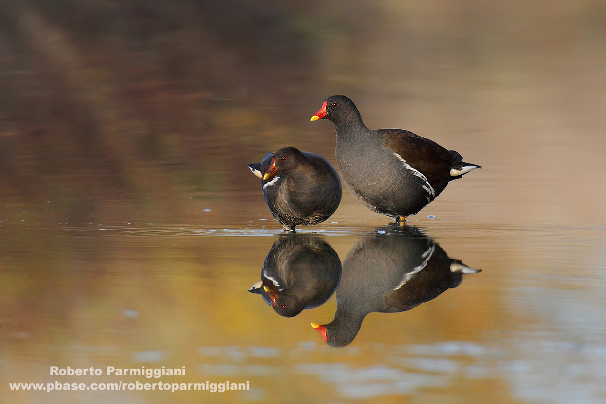Doppio riflesso dorato (gallinella)