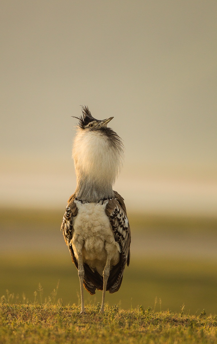Kori bustard