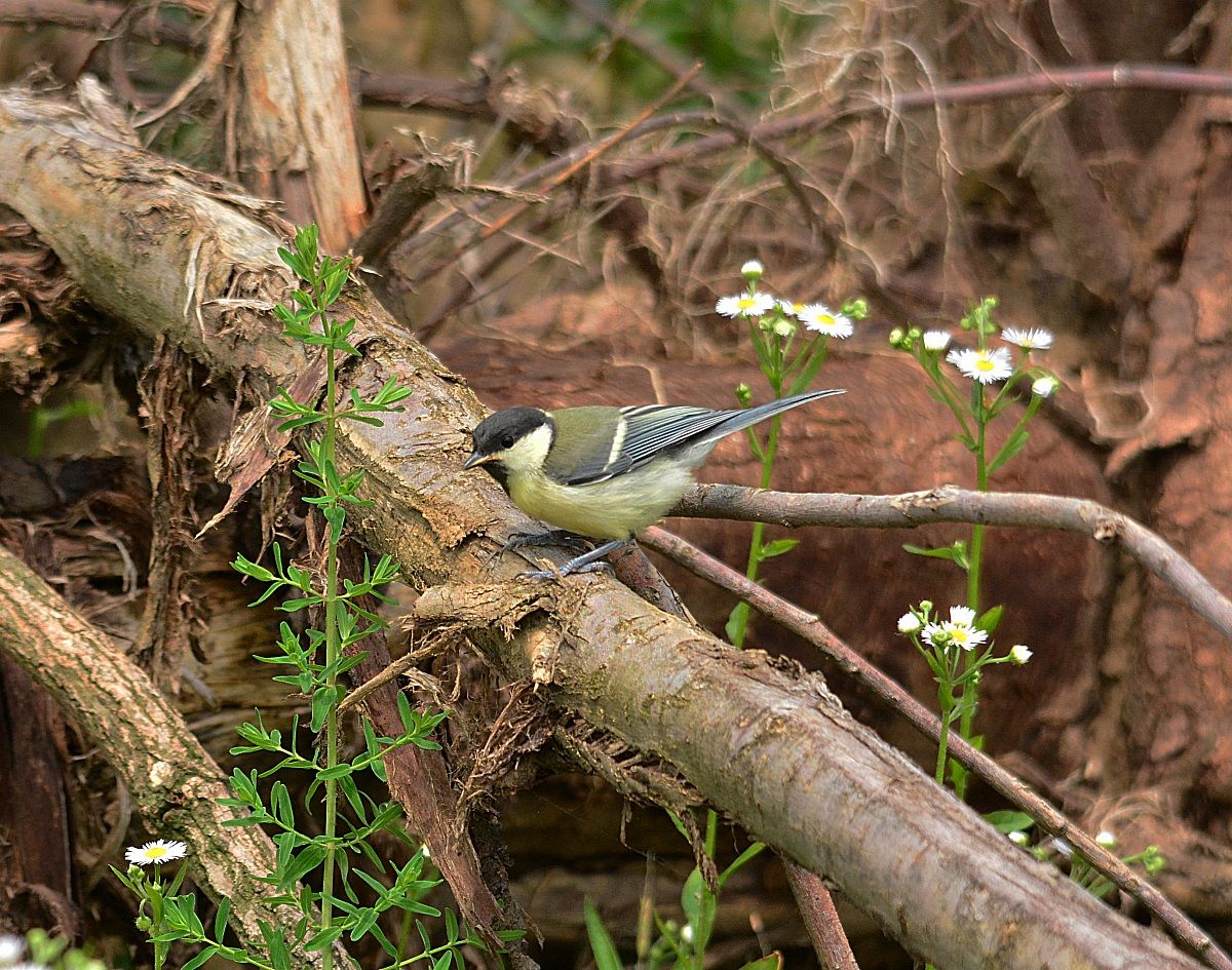 cinciallegra primo anno