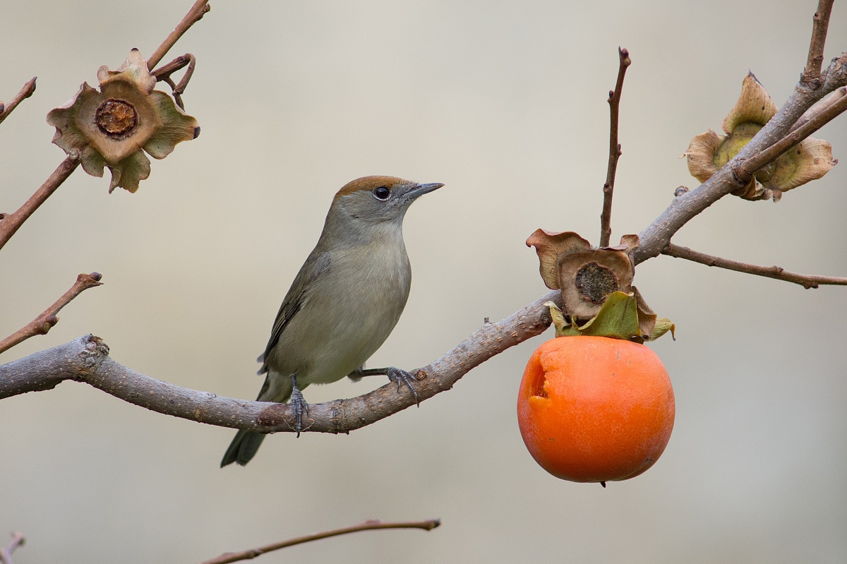 Blackcap (female)