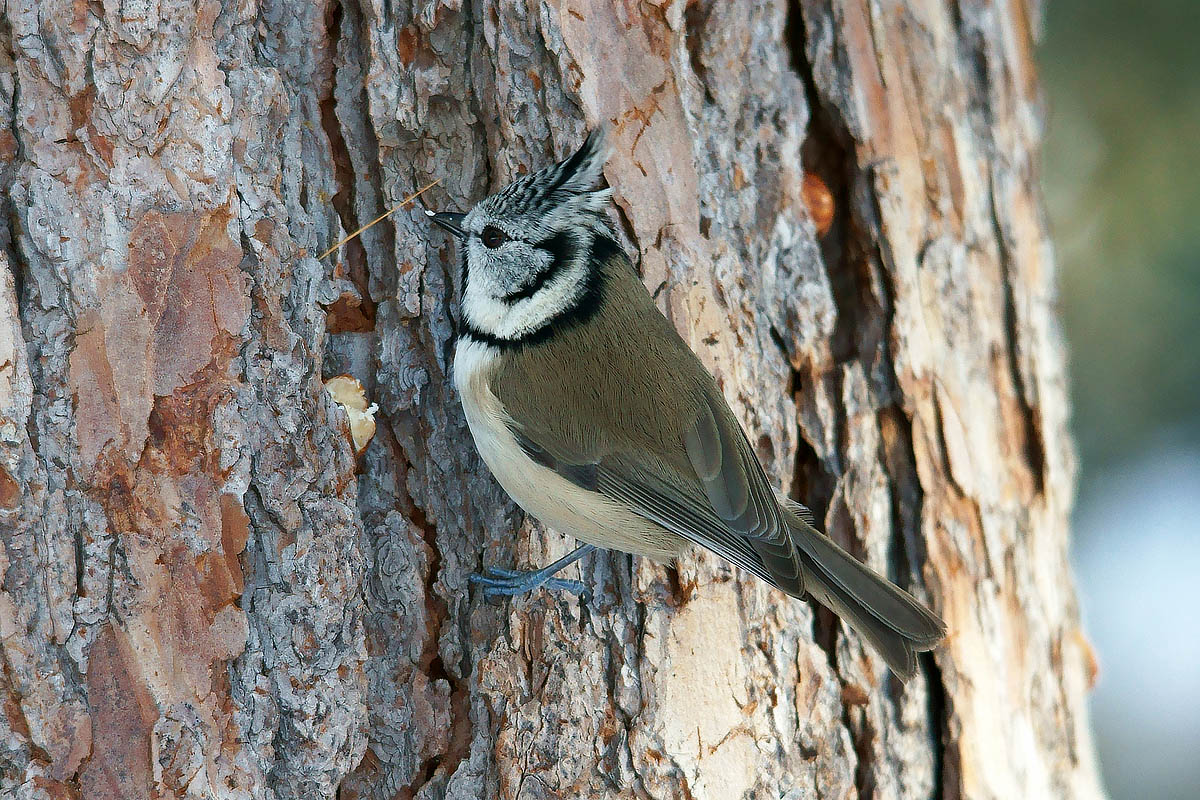 Crested Tit