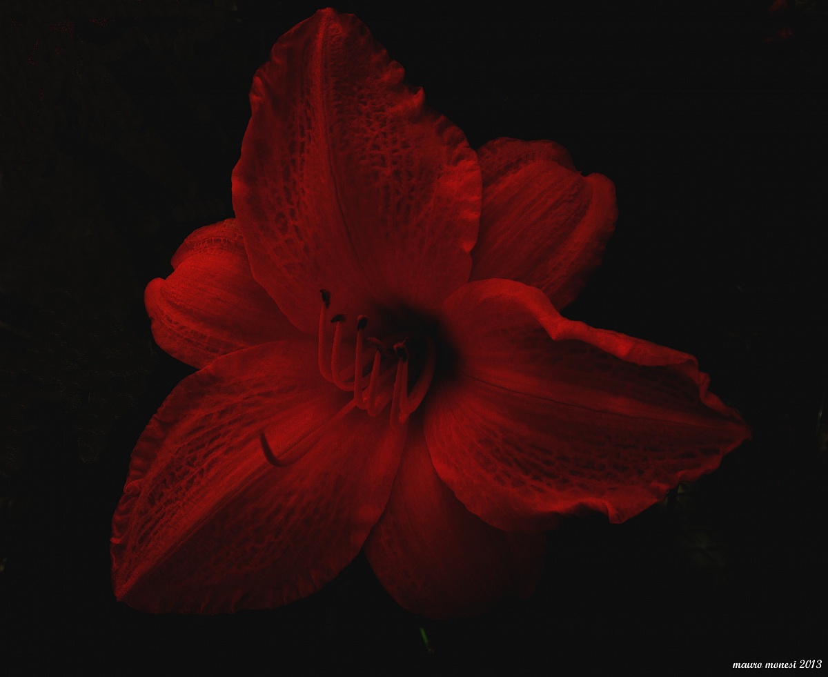 Ibiscus o rosa cinese