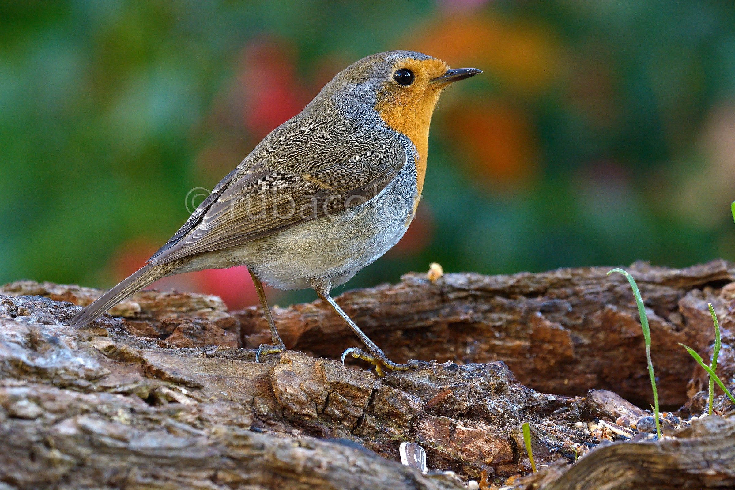Another robin in the garden