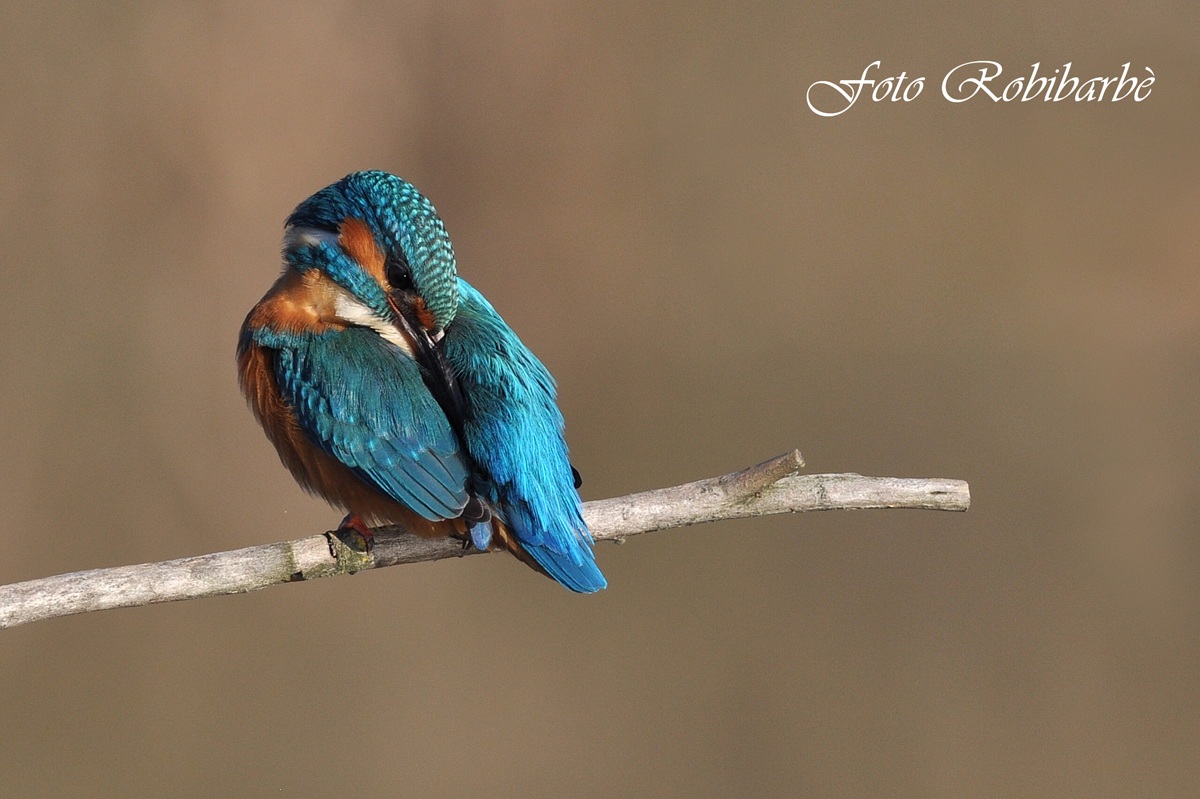 Martino ... pulizie ....