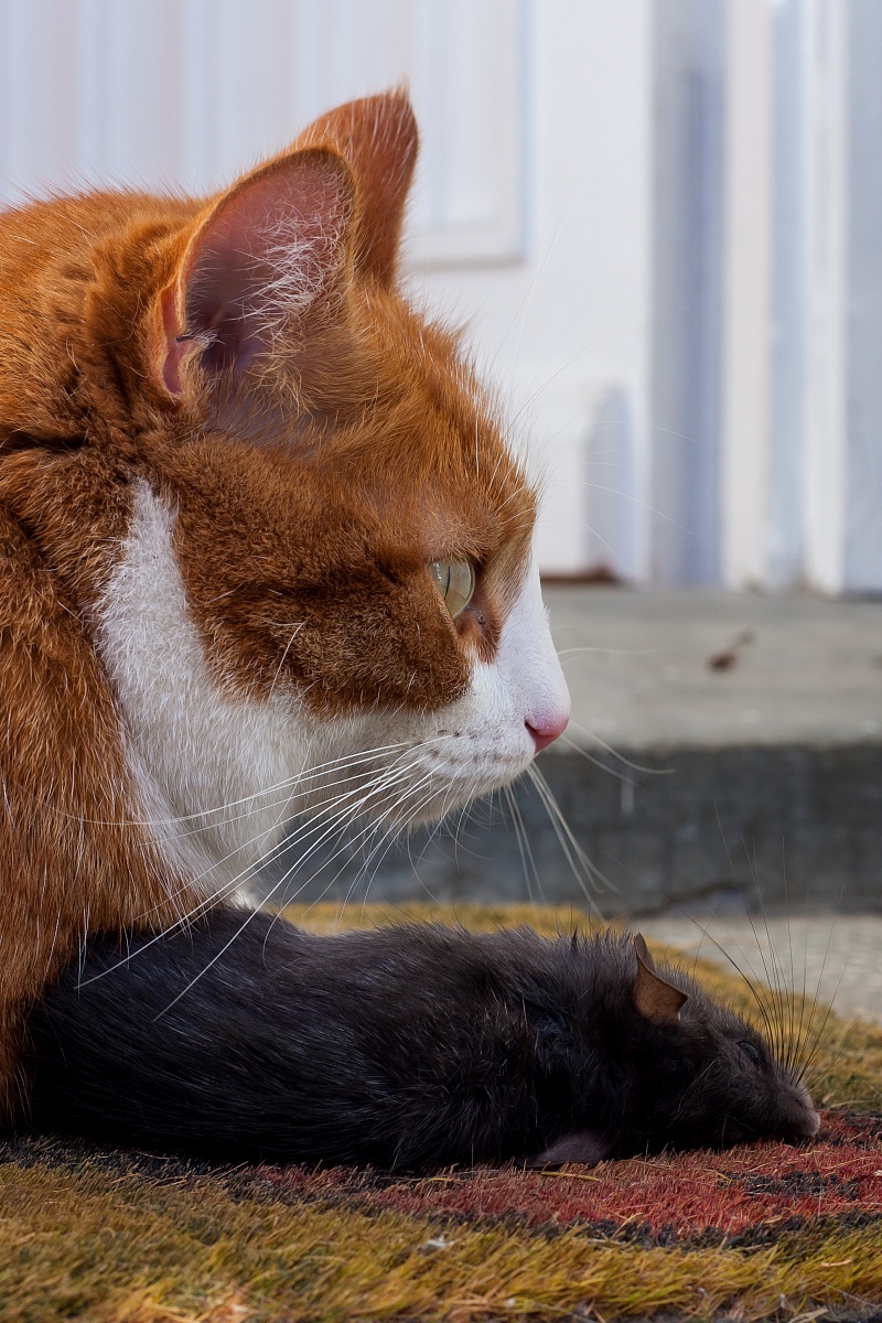 Cat predation on wildlife (Rattus rattus)
