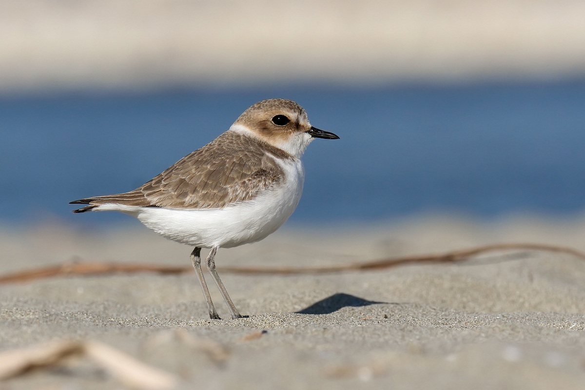Fratino - Kentish Plover