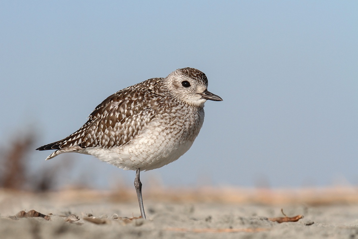 Pivieressa - Grey Plover