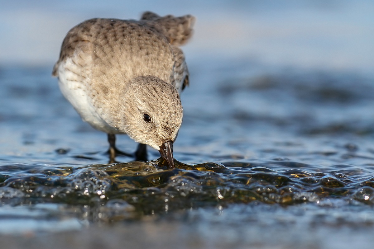 Piovanello Pancianera - Dunlin