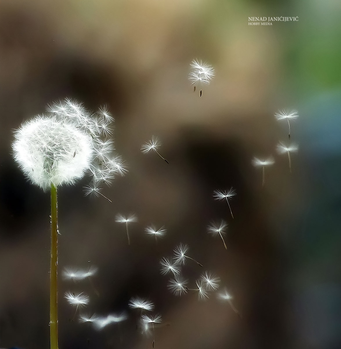 Vento in tempo utile