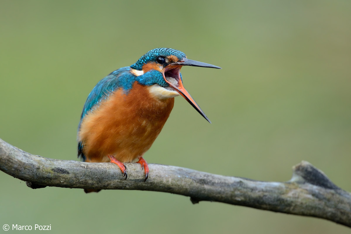 Kingfisher
