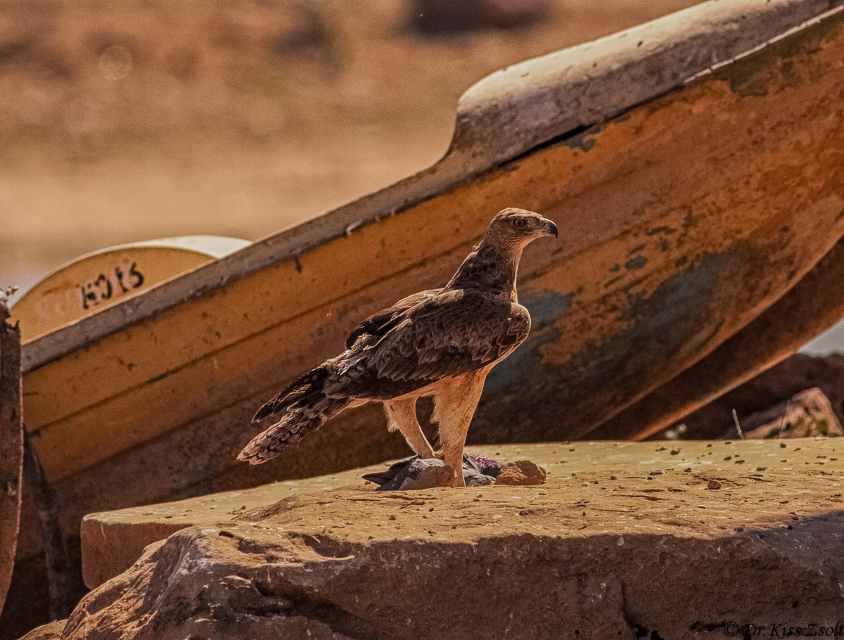 Aquila del Bonelli