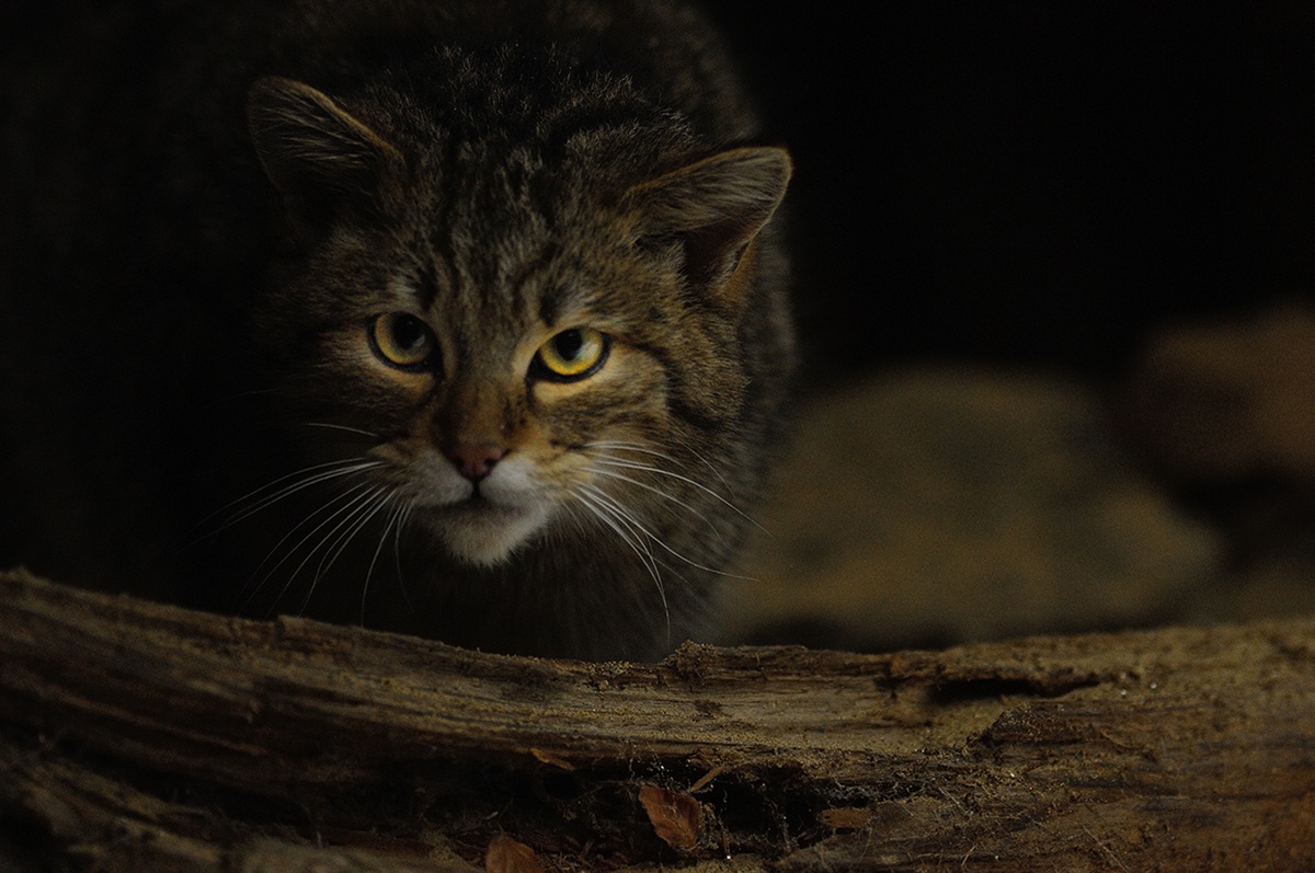 richiamami  micio....