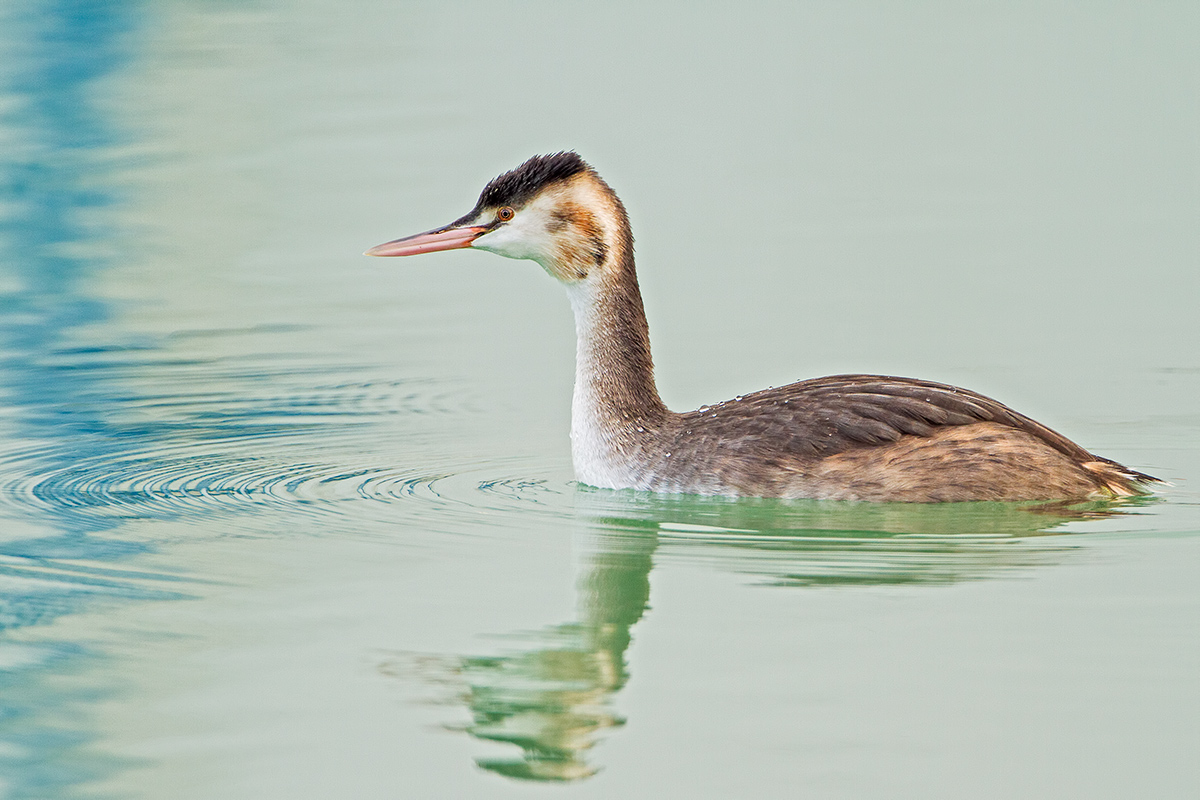 Great Crested Grebe Juv.