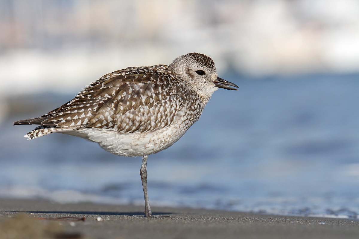 Pivieressa - Grey Plover