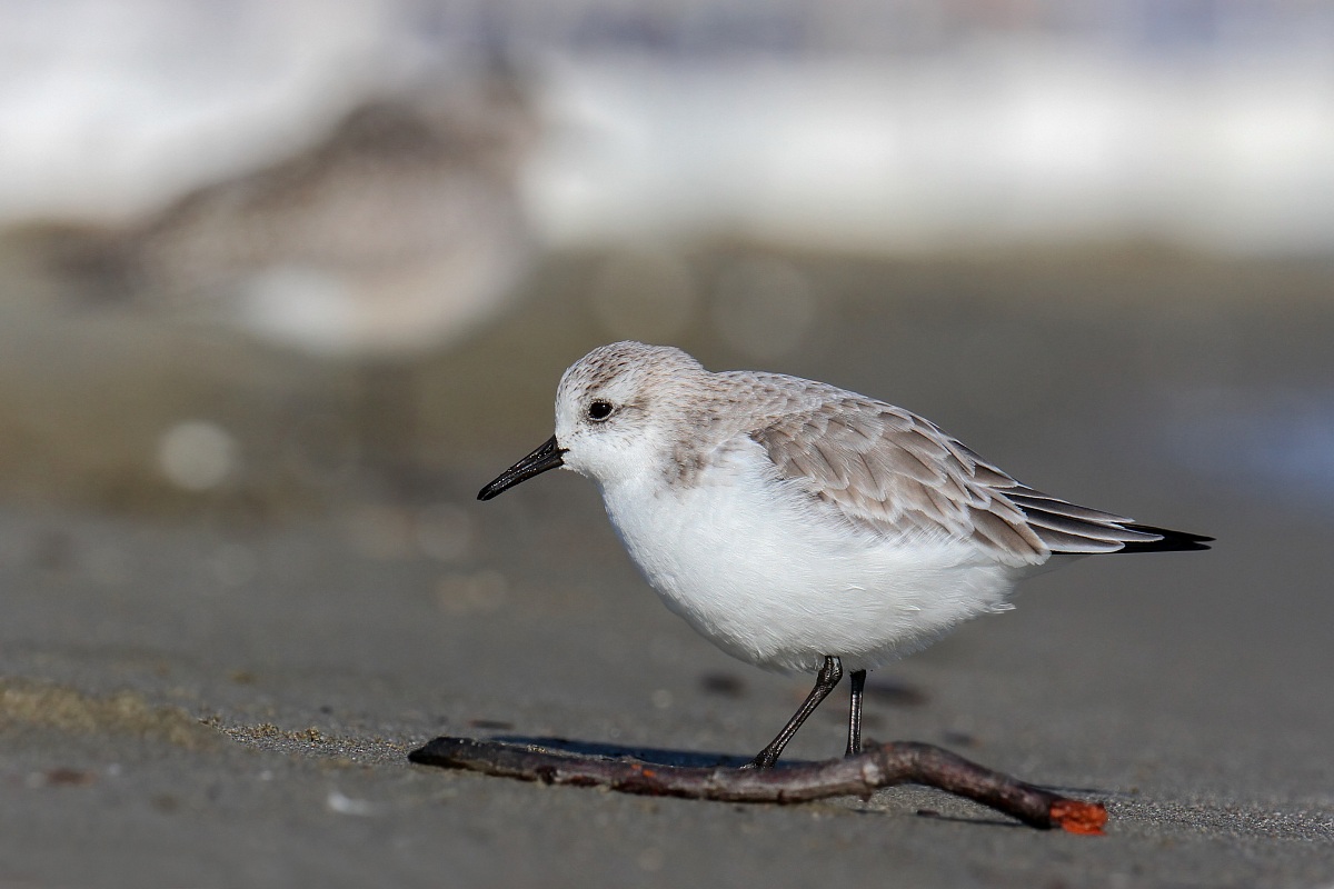 Piovanello Tridattilo - Sanderling