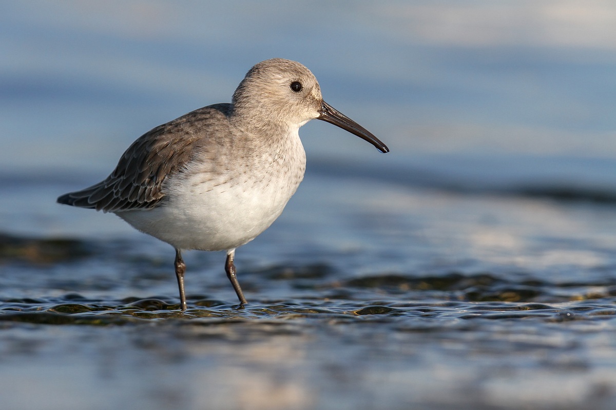 Piovanello Pancianera - Dunlin