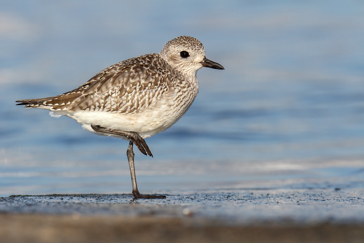 Pivieressa - Grey Plover