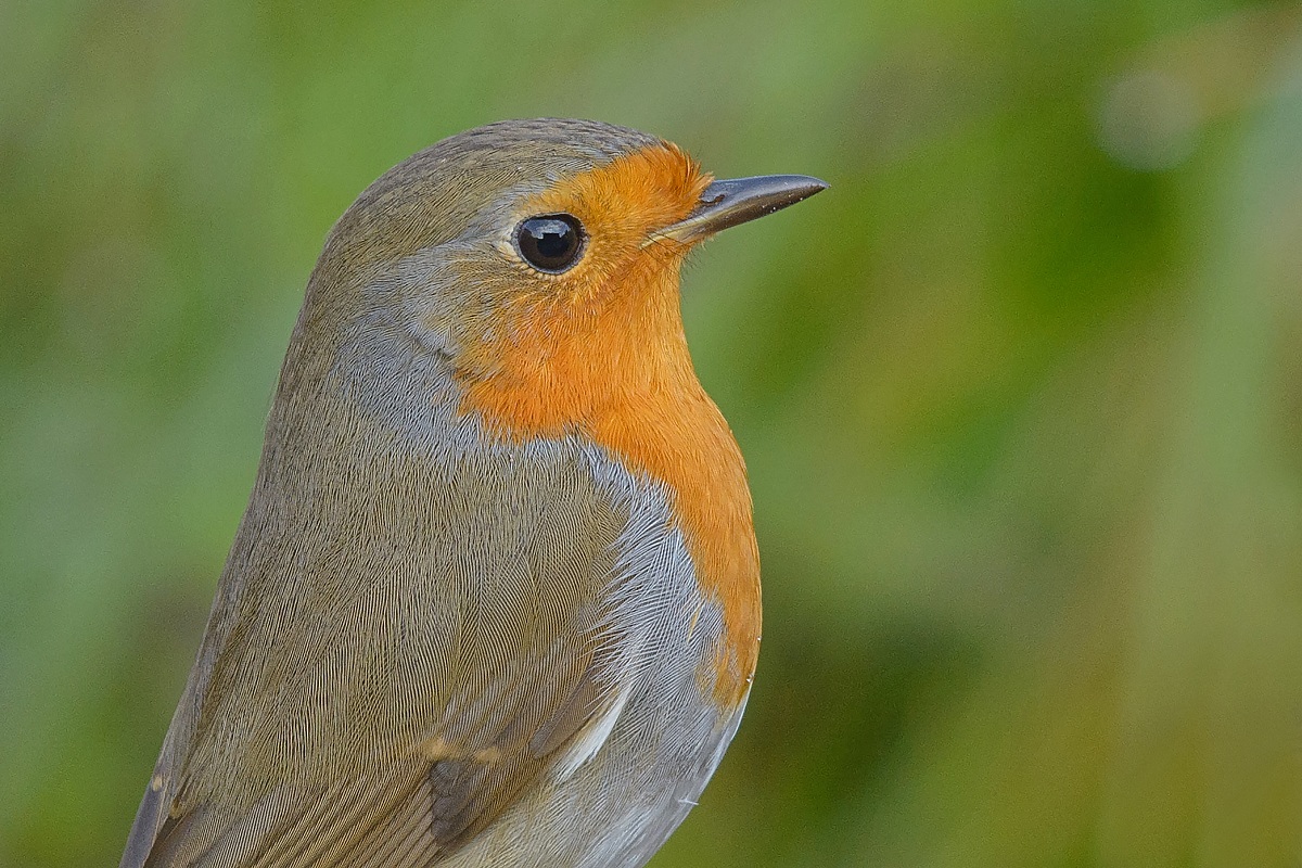 Portrait at the Robin ...