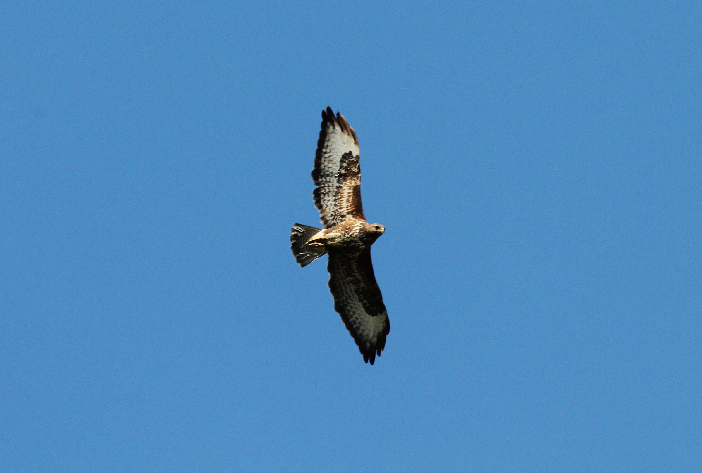Common Buzzard (Buteo buteo)