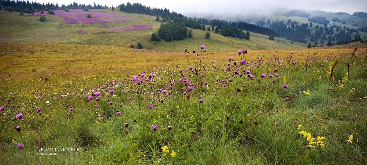 semplice prato Kopaonik Serbia