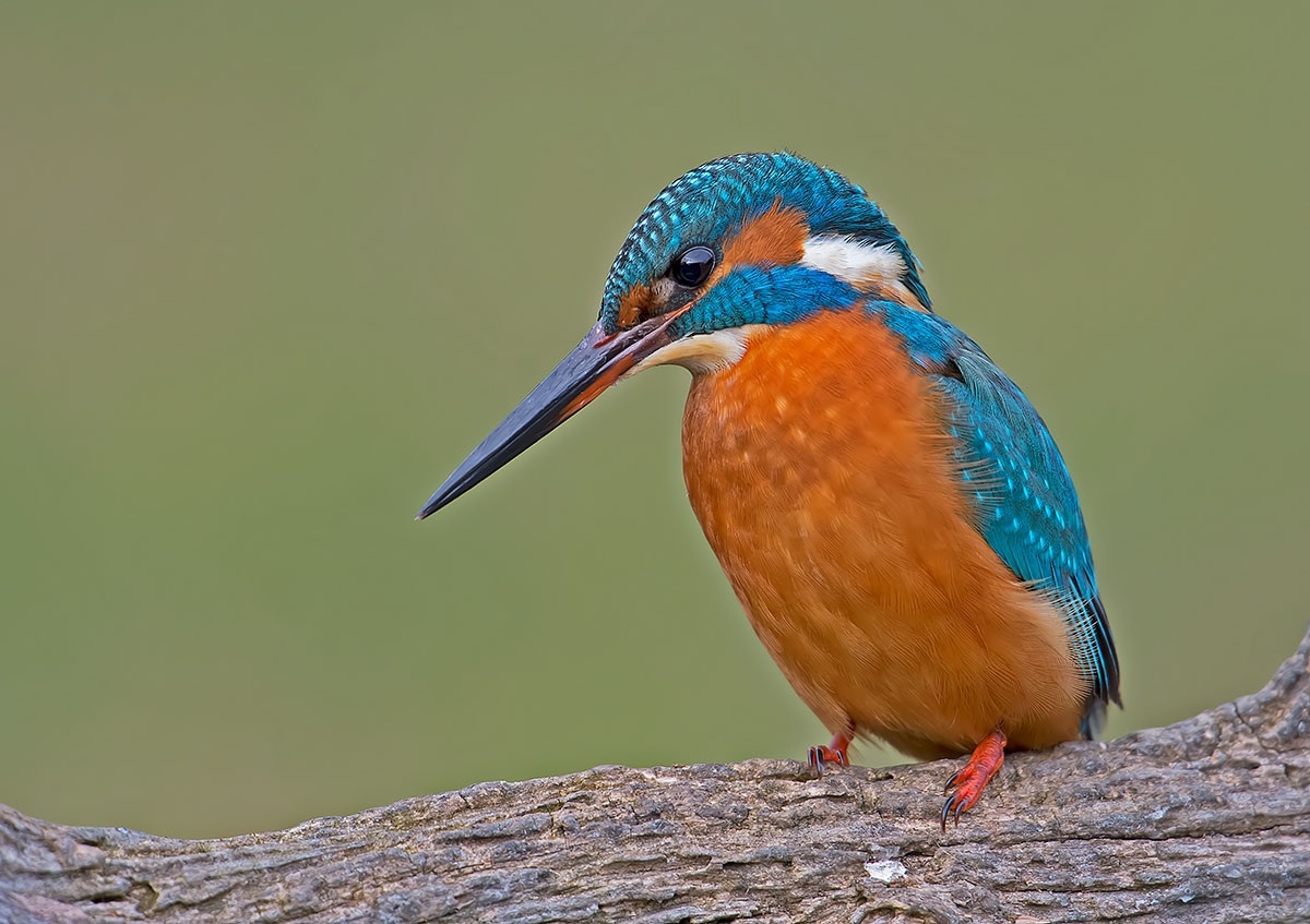 Kingfisher