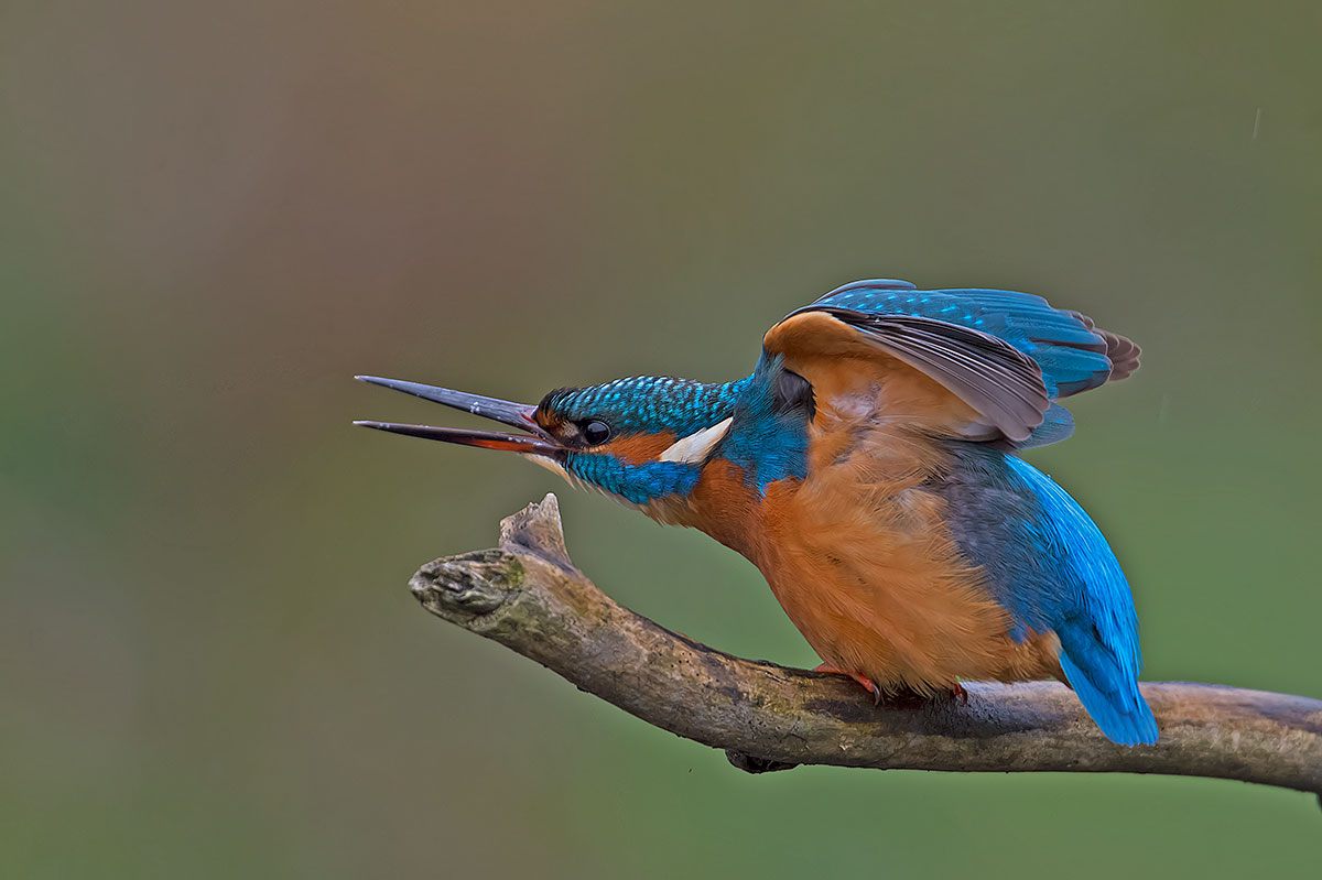 Kingfisher