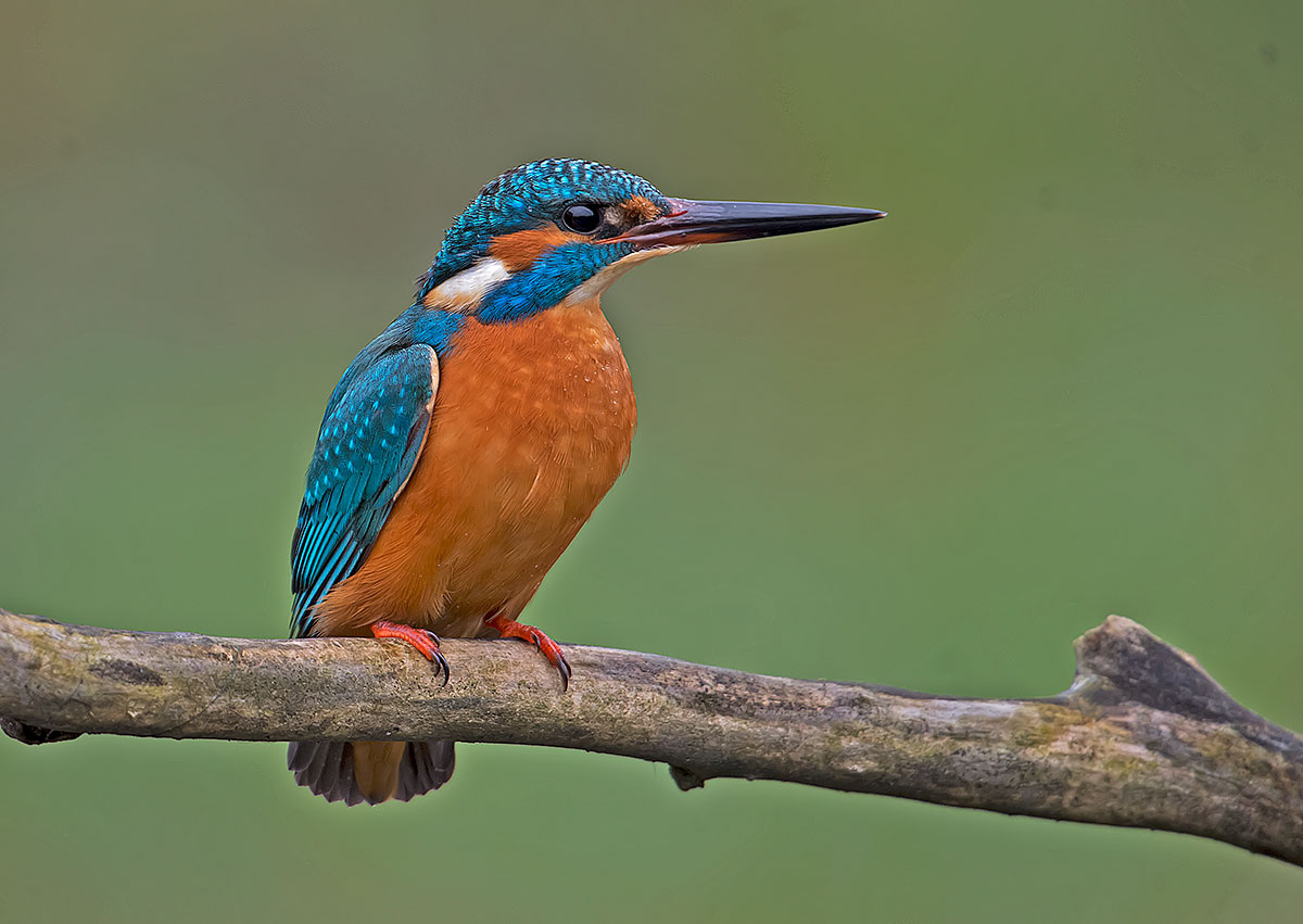 Kingfisher