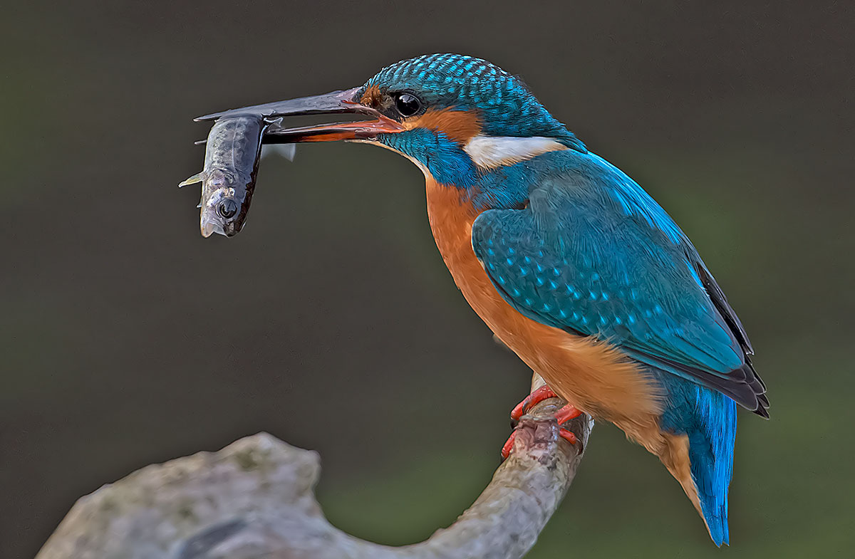 Kingfisher