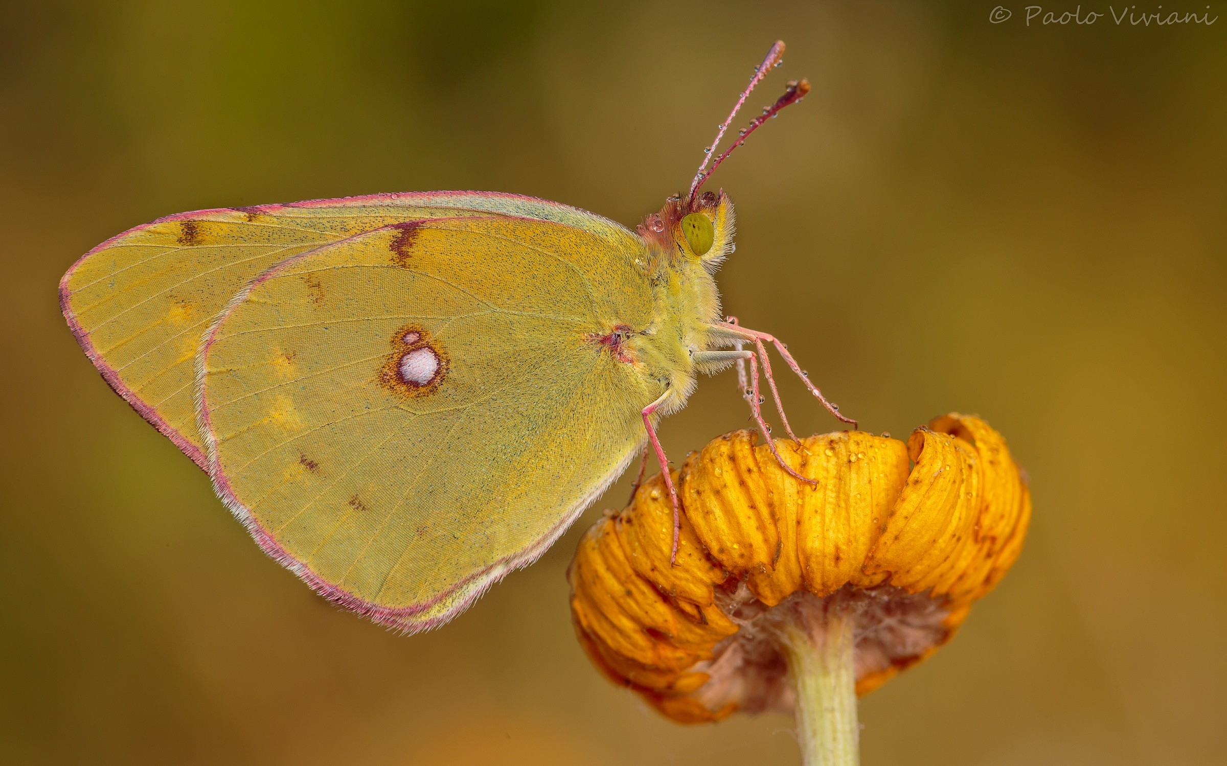 Colias