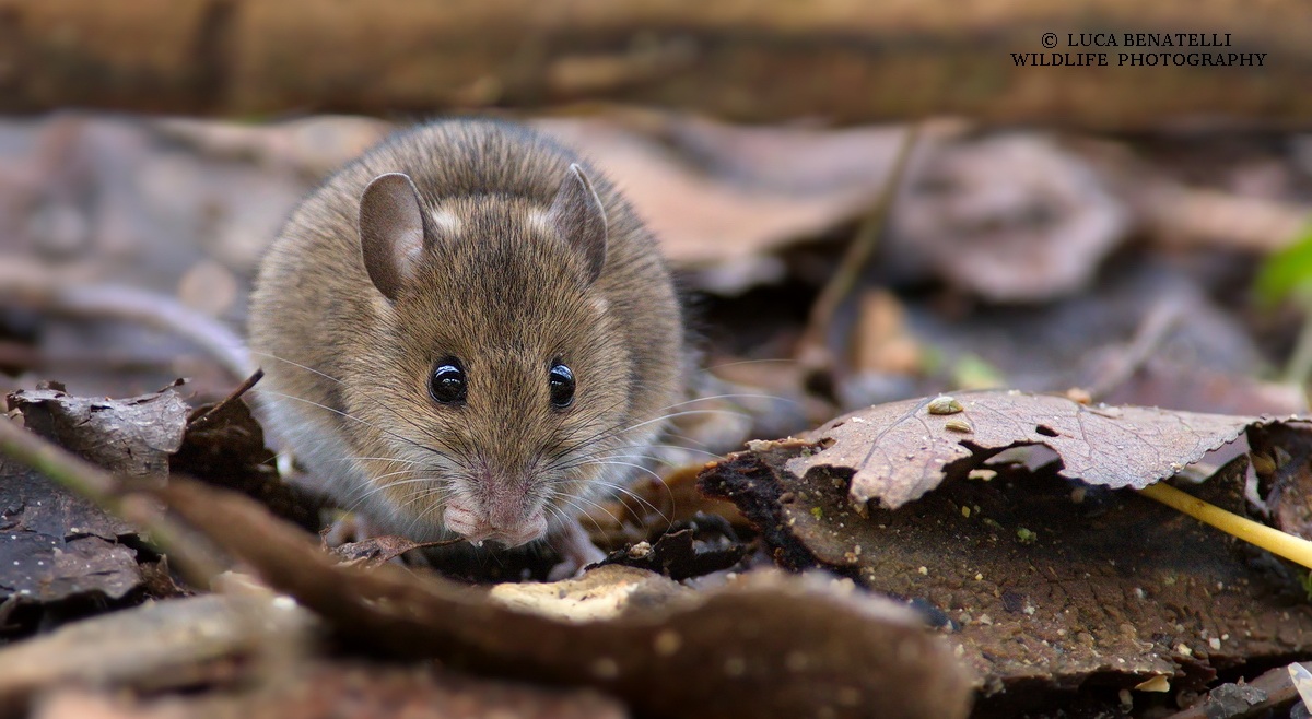 Mickey Mouse In The Wild