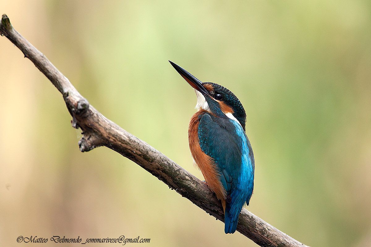 Kingfisher