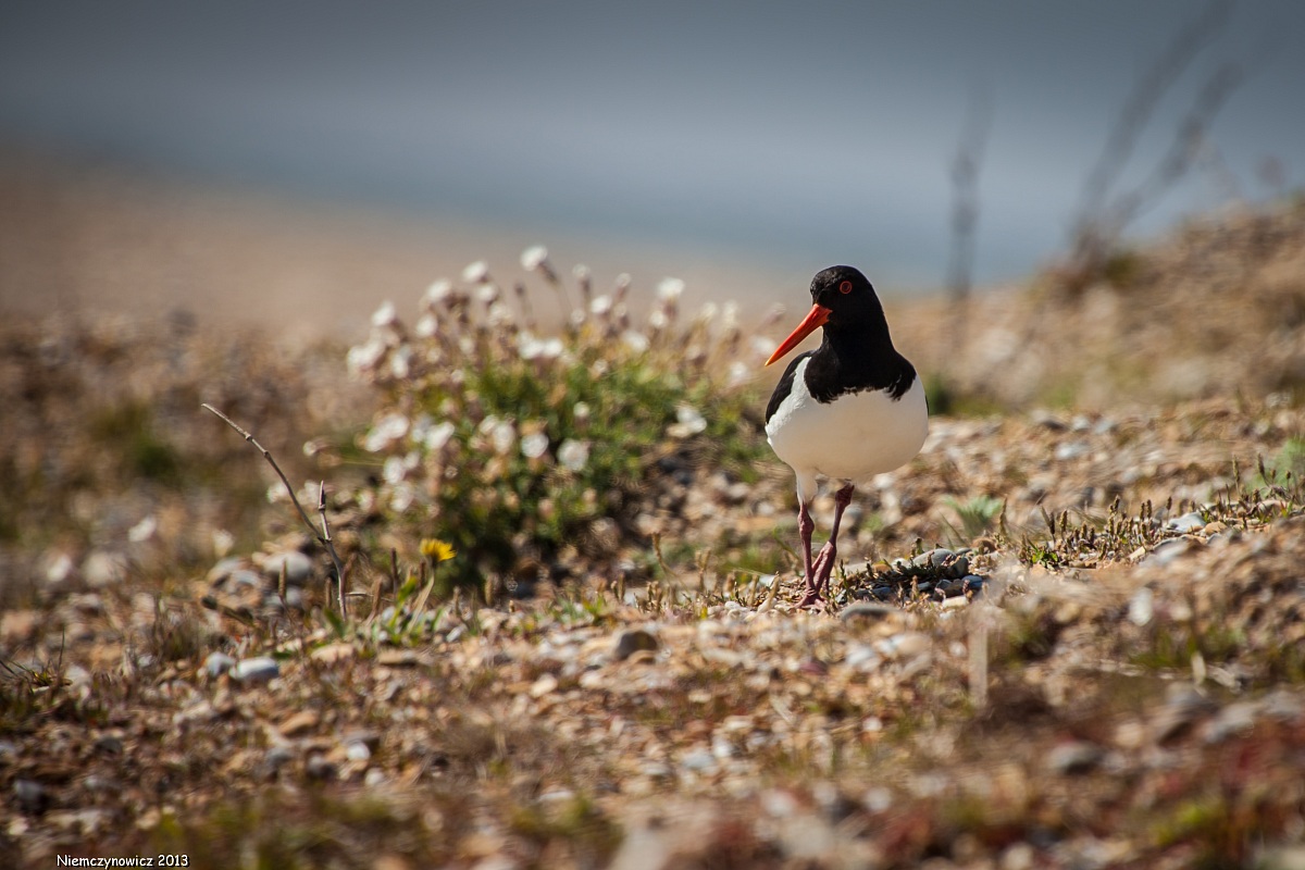 Oyster catcher / Haematopus ostralegus