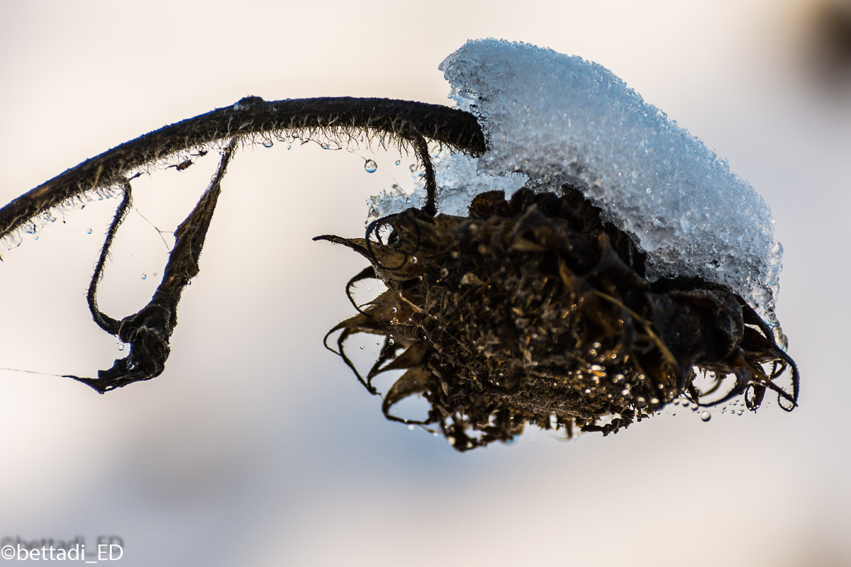 un girasole nella neve