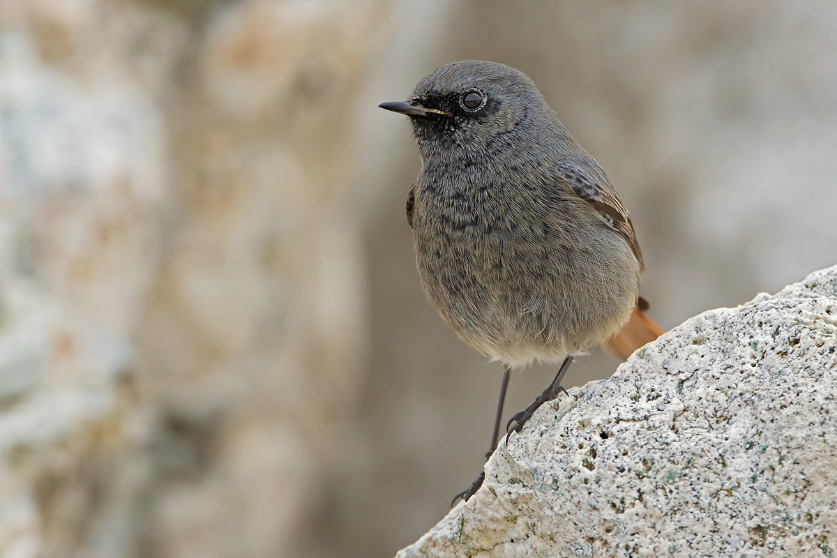 Black Redstart
