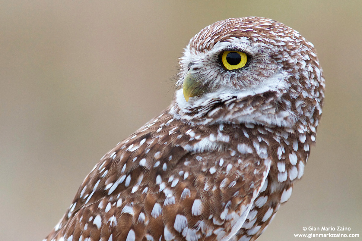 Burrowing Owl (3)