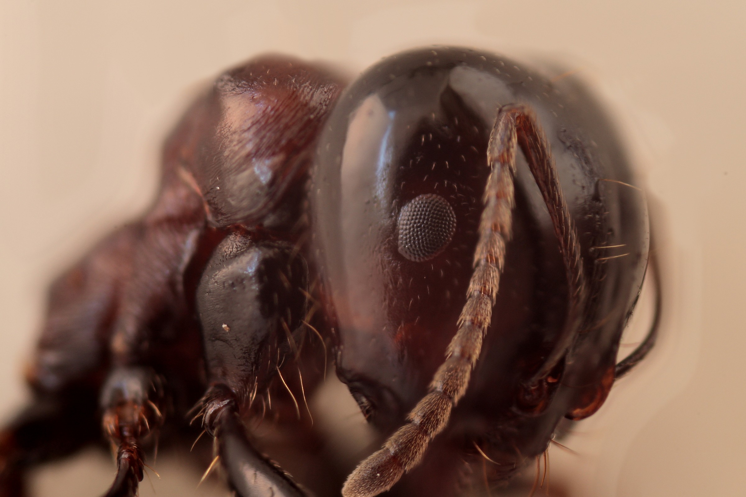 formica in focus staking